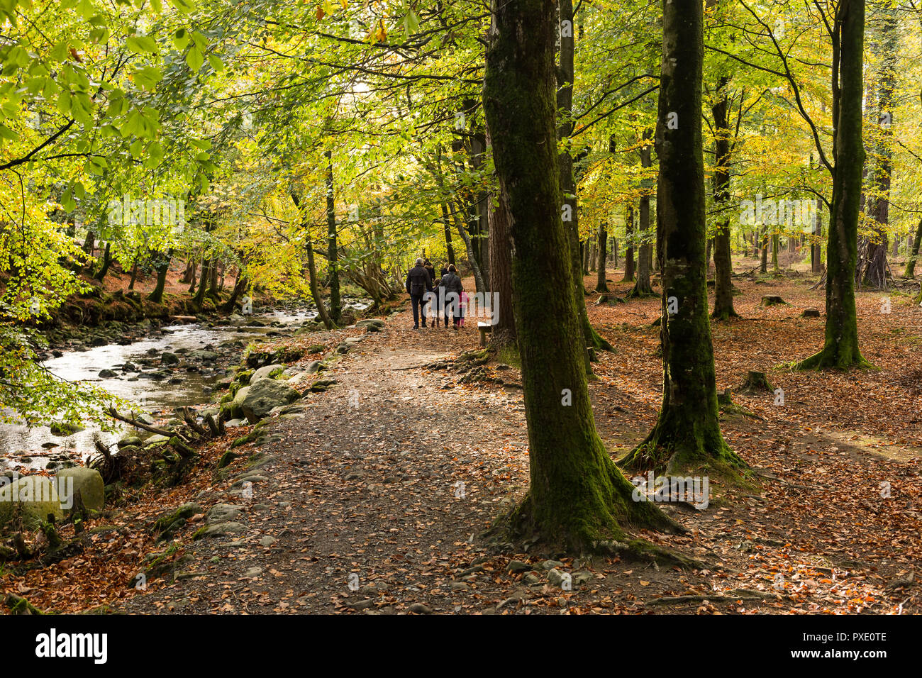 Newcastle, N.Ireland, 21 octobre, 2018. UK Météo : ensoleillé intervalles dans l'après-midi après une matinée humide gris. Une famille bénéficiant d'une belle après-midi pour une promenade autour de Tollymore Forest Park pour profiter de la couleurs de l'automne. Crédit : Ian Proctor/Alamy Live News Banque D'Images