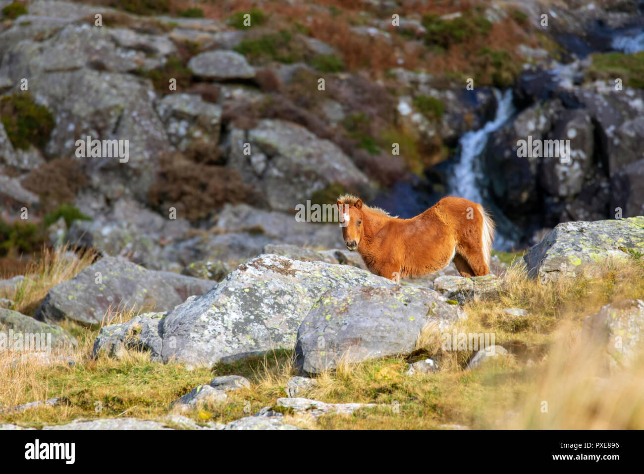 Wild Carneddau Welsh ponies pâturage sur la montagne dans la vallée de l'Ogwen, Parc National de Snowdonia Banque D'Images