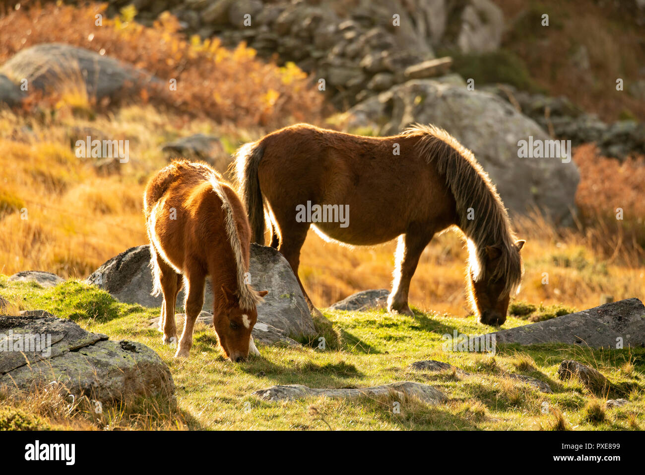 Wild Carneddau Welsh ponies pâturage sur la montagne dans la vallée de l'Ogwen, Parc National de Snowdonia Banque D'Images