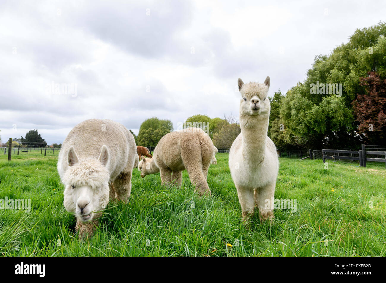 Kaiapoi, Nouvelle-Zélande - 5 octobre 2018 - Alpagas Huacaya à brouter Silverstream Alpaca Farmstay le 5 octobre 2018 à Kaiapoi, Nouvelle-Zélande. Dans le monde d'utilisation | Banque D'Images