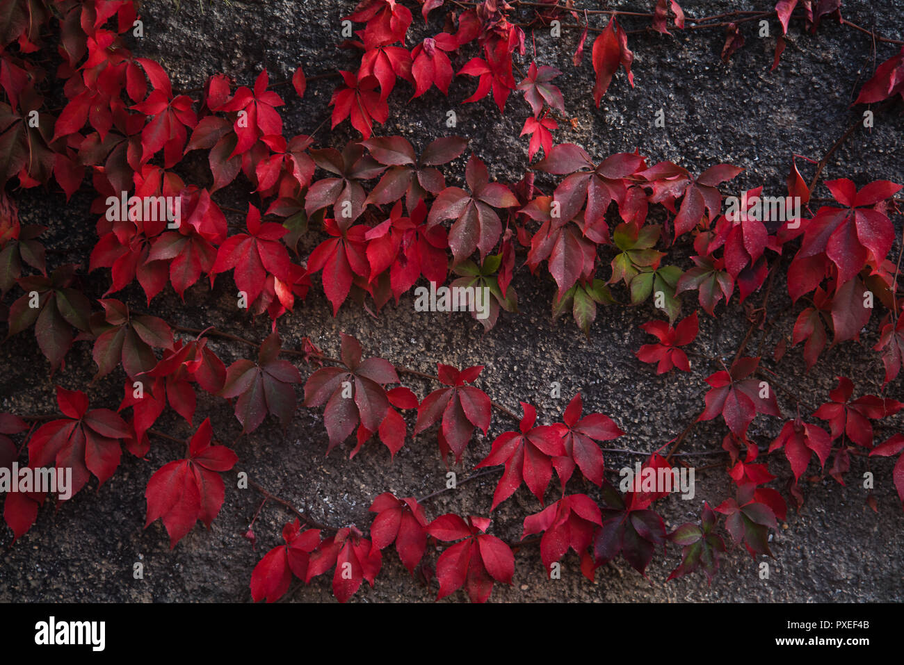 Les feuilles d'automne le mur d'escalade Banque D'Images