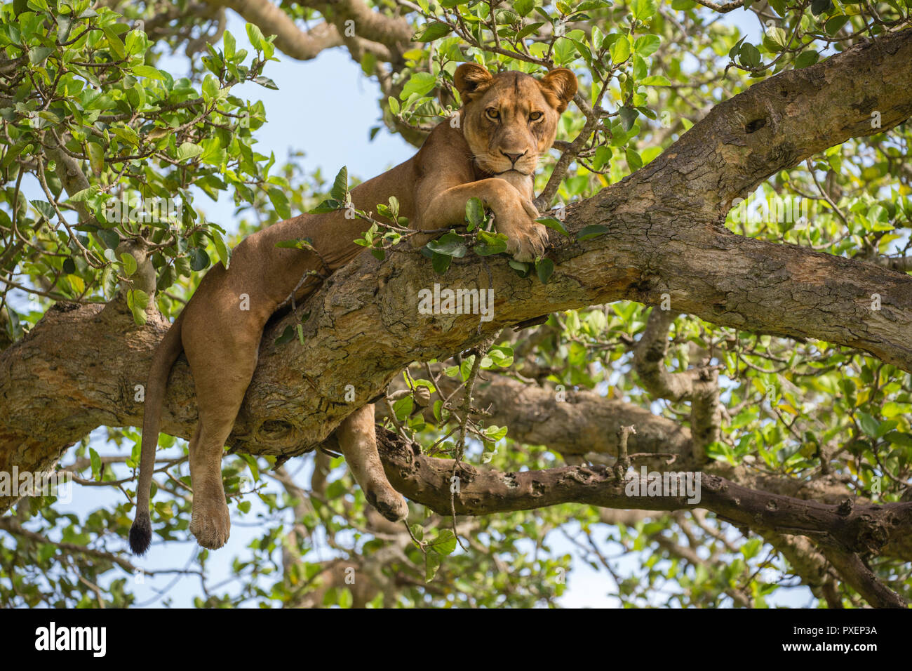 Tree-climbing lion de Parc national Queen Elizabeth, en Ouganda Banque D'Images