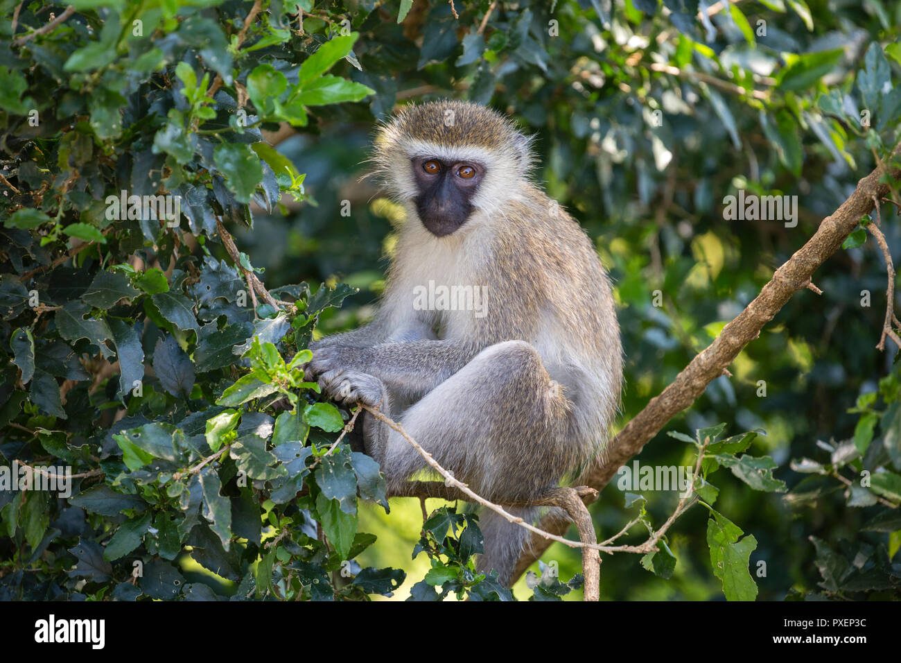 Un singe dans le Parc national Queen Elizabeth, en Ouganda Banque D'Images