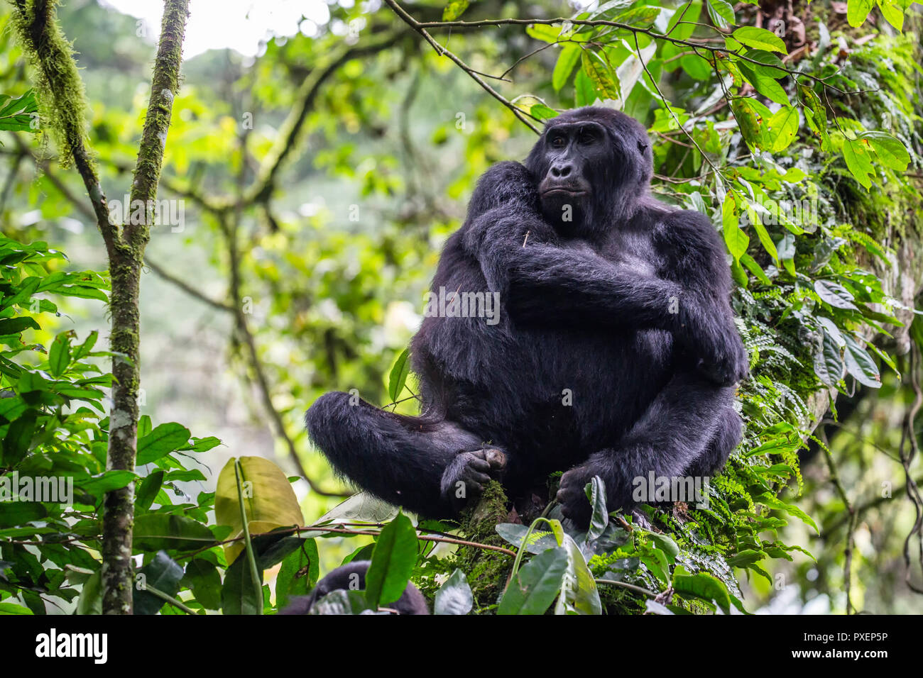 Les gorilles de montagne dans la forêt impénétrable de Bwindi, en Ouganda Banque D'Images