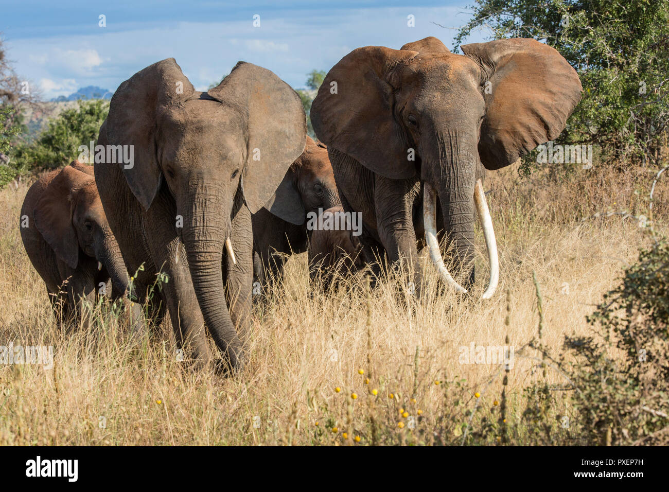 Les éléphants de savane du Parc national de Tarangire, Tanzanie Banque D'Images