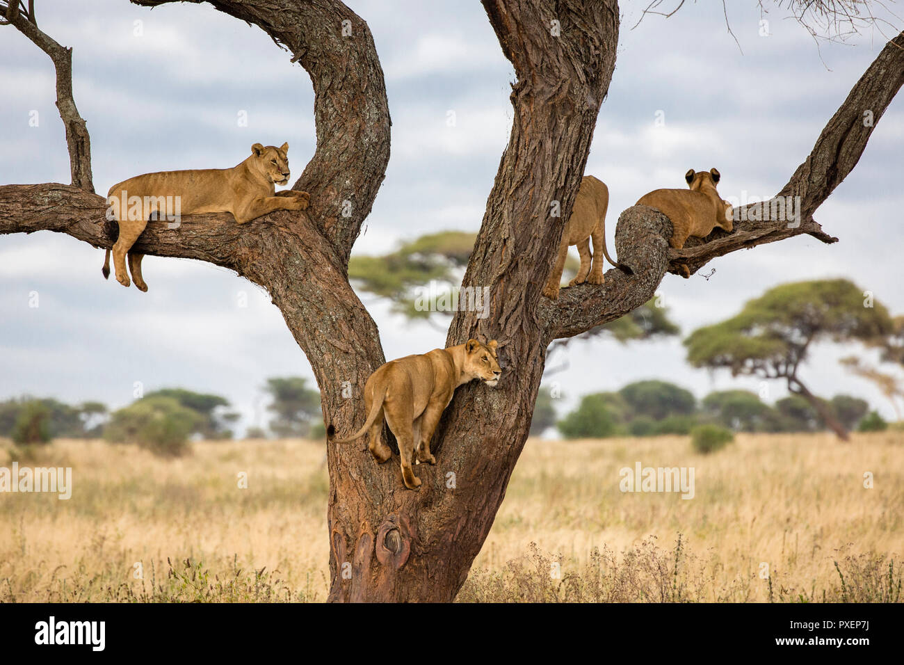 Tree-climbing lions du parc national de Tarangire, Tanzanie Banque D'Images