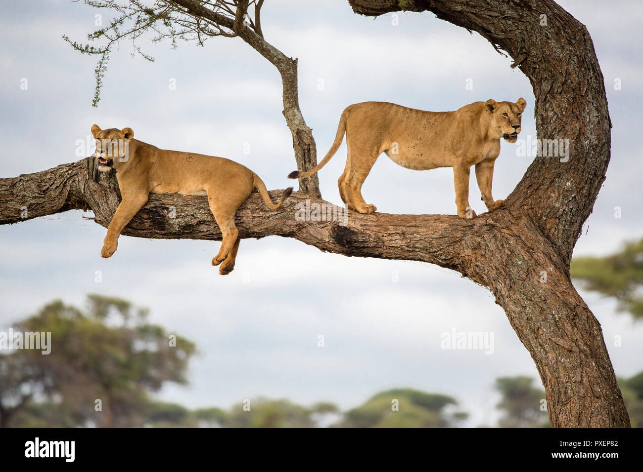 Tree-climbing lions du parc national de Tarangire, Tanzanie Banque D'Images