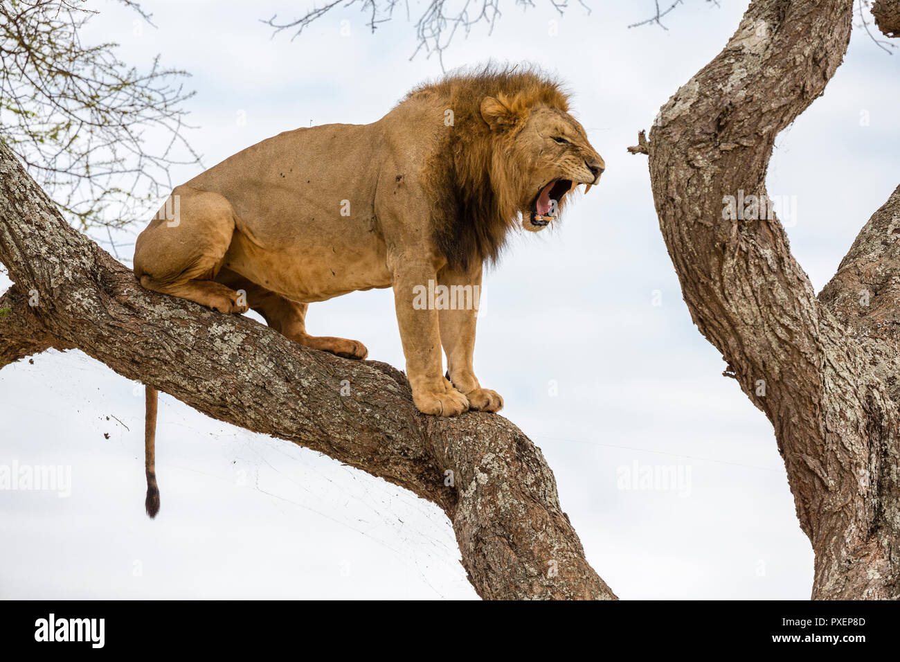Tree-climbing lion rugissant, parc national de Tarangire, Tanzanie Banque D'Images