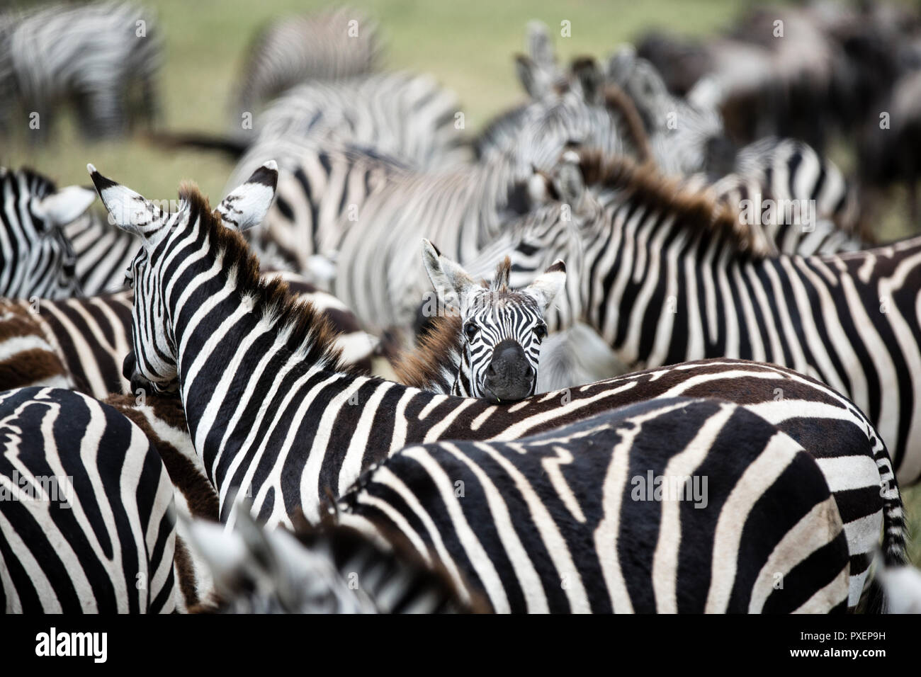 Au harem Zebra le cratère du Ngorongoro en Tanzanie Banque D'Images
