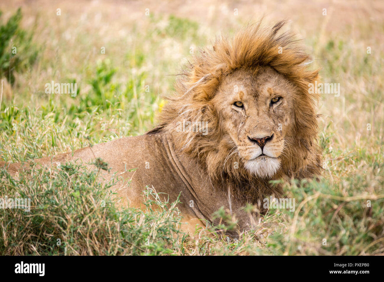 Lion mâle dans le Parc National de Serengeti, Tanzanie Banque D'Images
