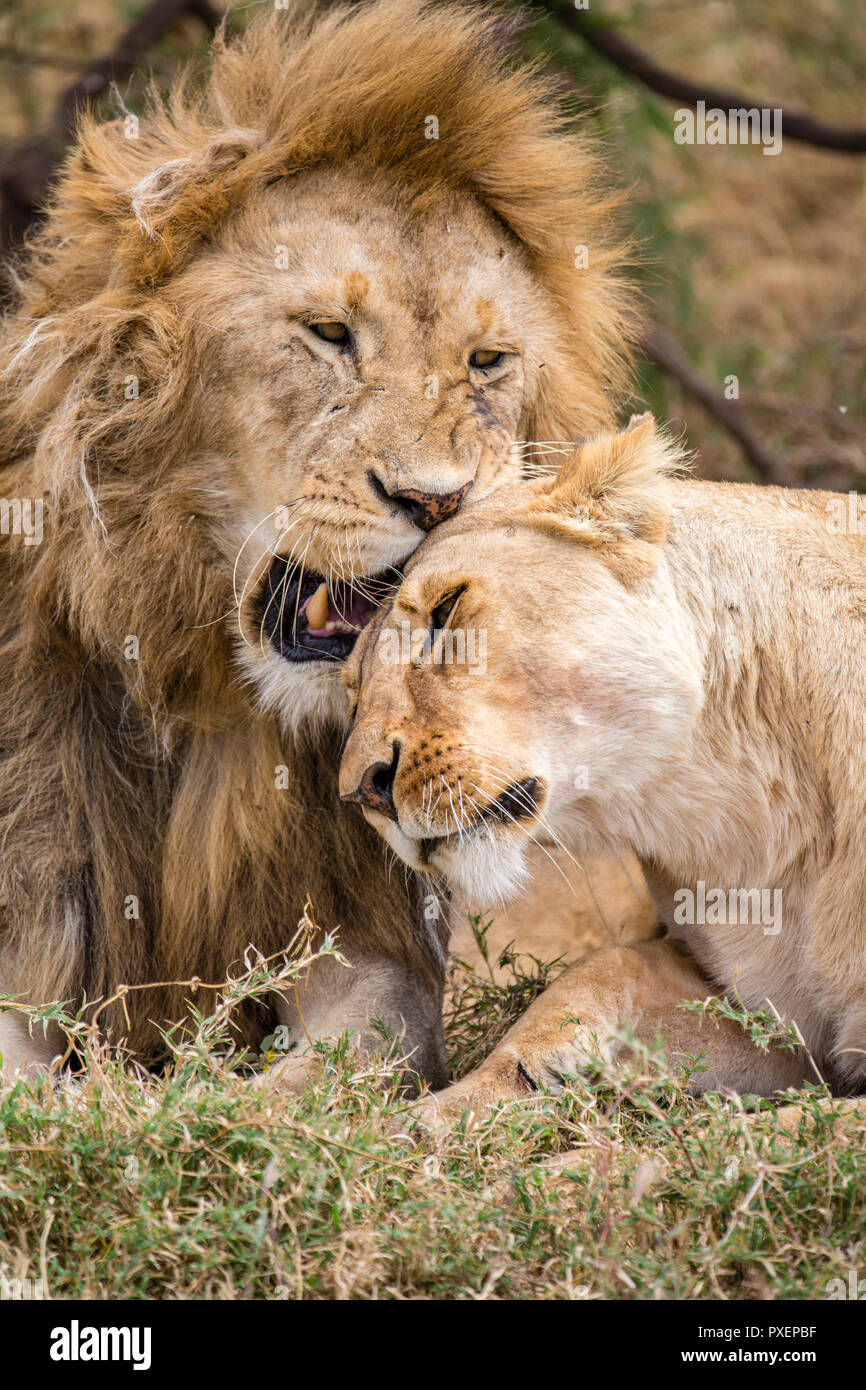 Lions dans le Parc National de Serengeti, Tanzanie Banque D'Images