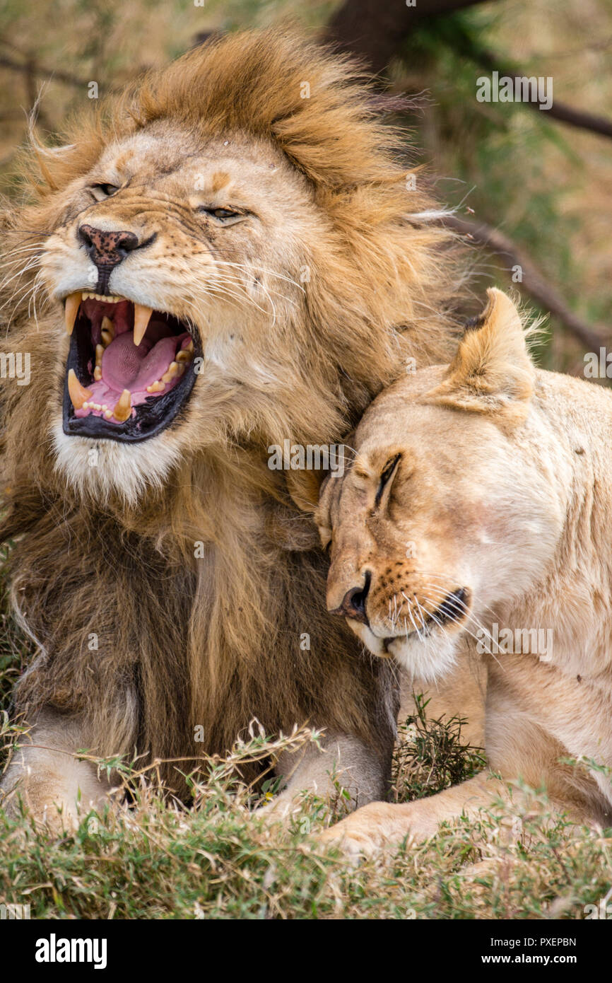Lions dans le Parc National de Serengeti, Tanzanie Banque D'Images