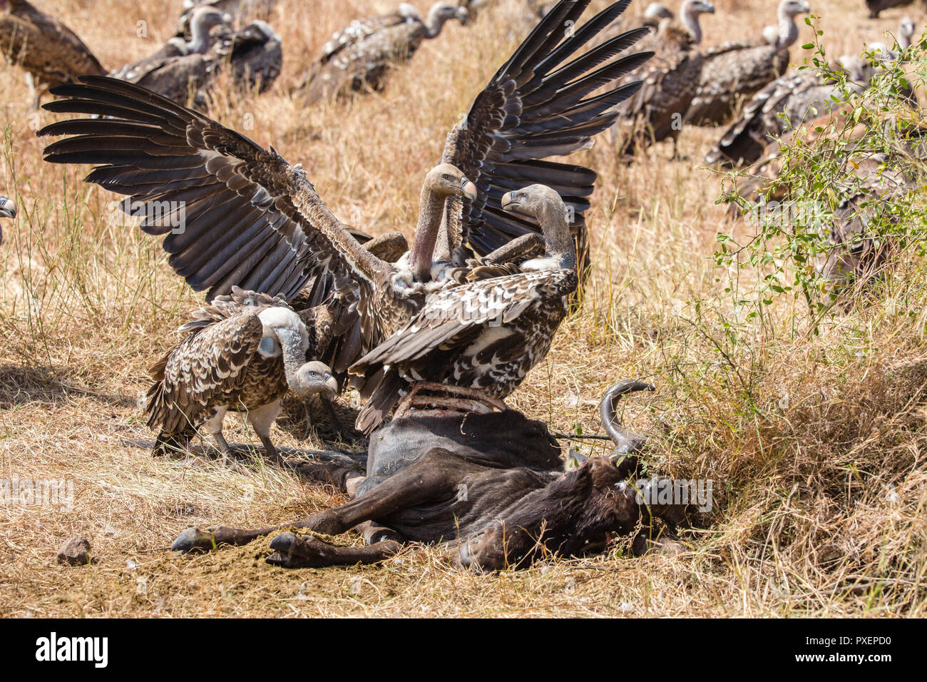 L'Ruppell vautour fauve les charognards sur carcasse au Parc National de Serengeti, Tanzanie Banque D'Images