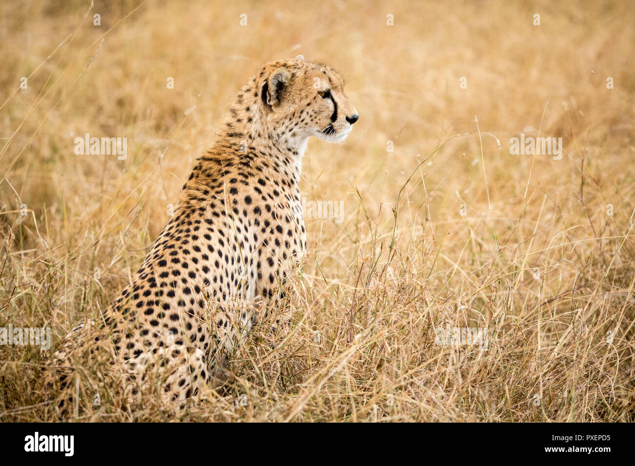 Cheetah dans le Parc National de Serengeti, Tanzanie savane Banque D'Images