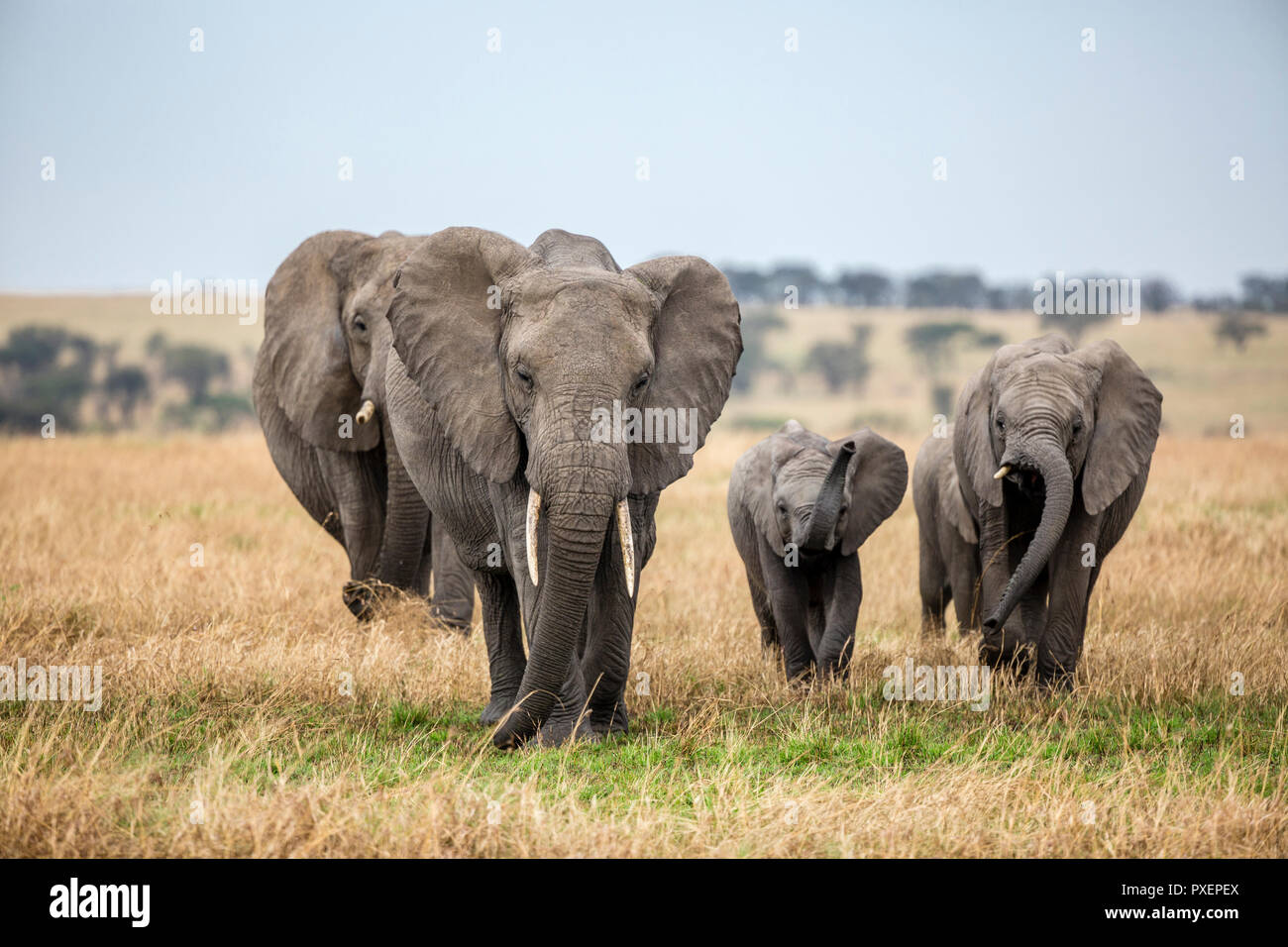 Les éléphants de savane du Parc National de Serengeti, Tanzanie Banque D'Images