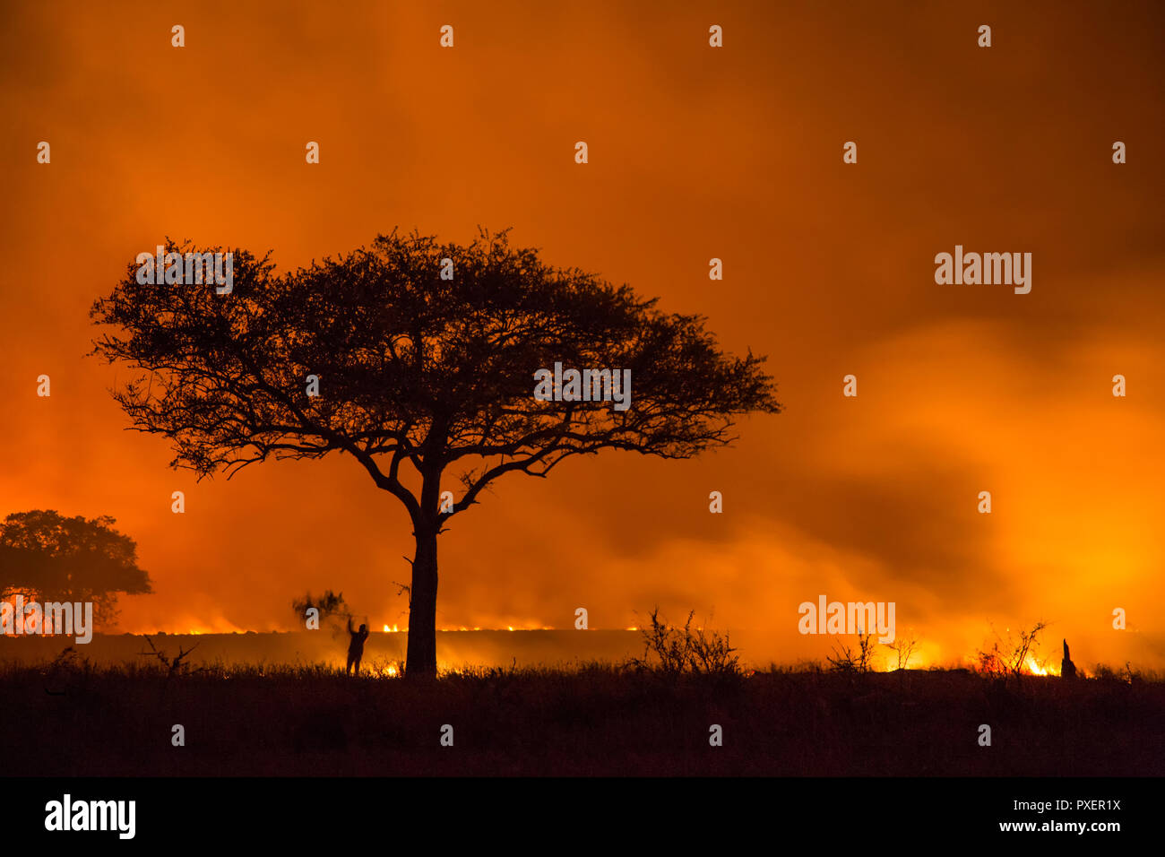Les incendies à travers le Parc National de Serengeti, Tanzanie, Seronerra Banque D'Images