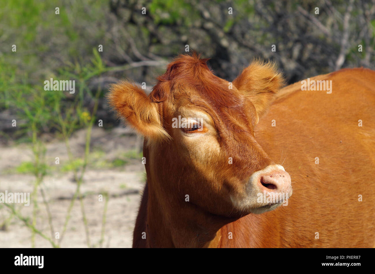 Une vache rouge photographié sur un lot non développées dans la banlieue de Corpus Christi, Texas USA. Banque D'Images