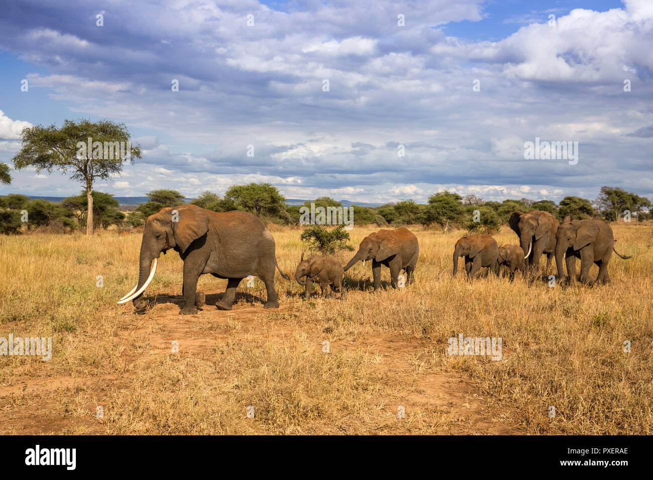 Les éléphants de savane du Parc national de Tarangire, Tanzanie Banque D'Images