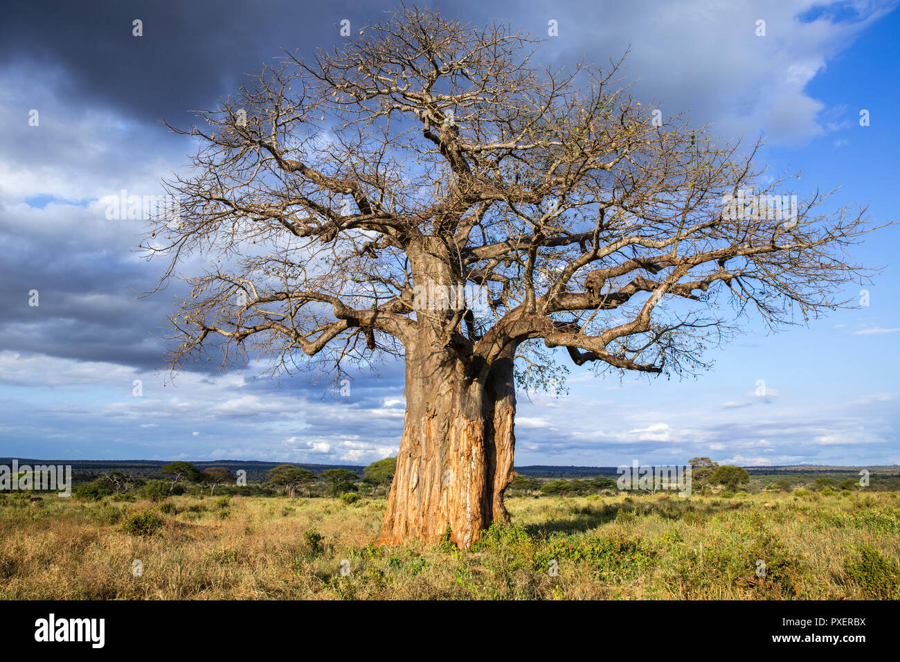 Baobob arbre de parc national de Tarangire, Tanzanie Banque D'Images