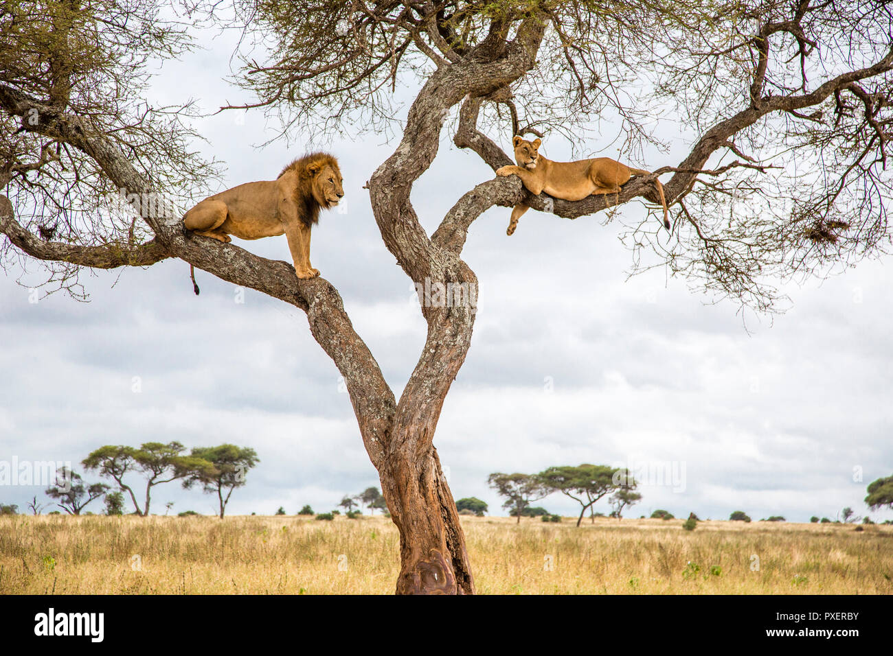 Tree-climbing lions du parc national de Tarangire, Tanzanie Banque D'Images