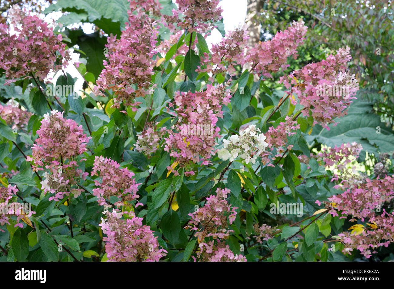 Hydrangea paniculata 'Chantilly' fleurs. Banque D'Images