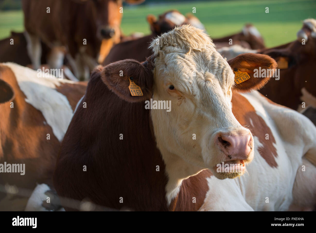 Close-up de vache à la colère Banque D'Images