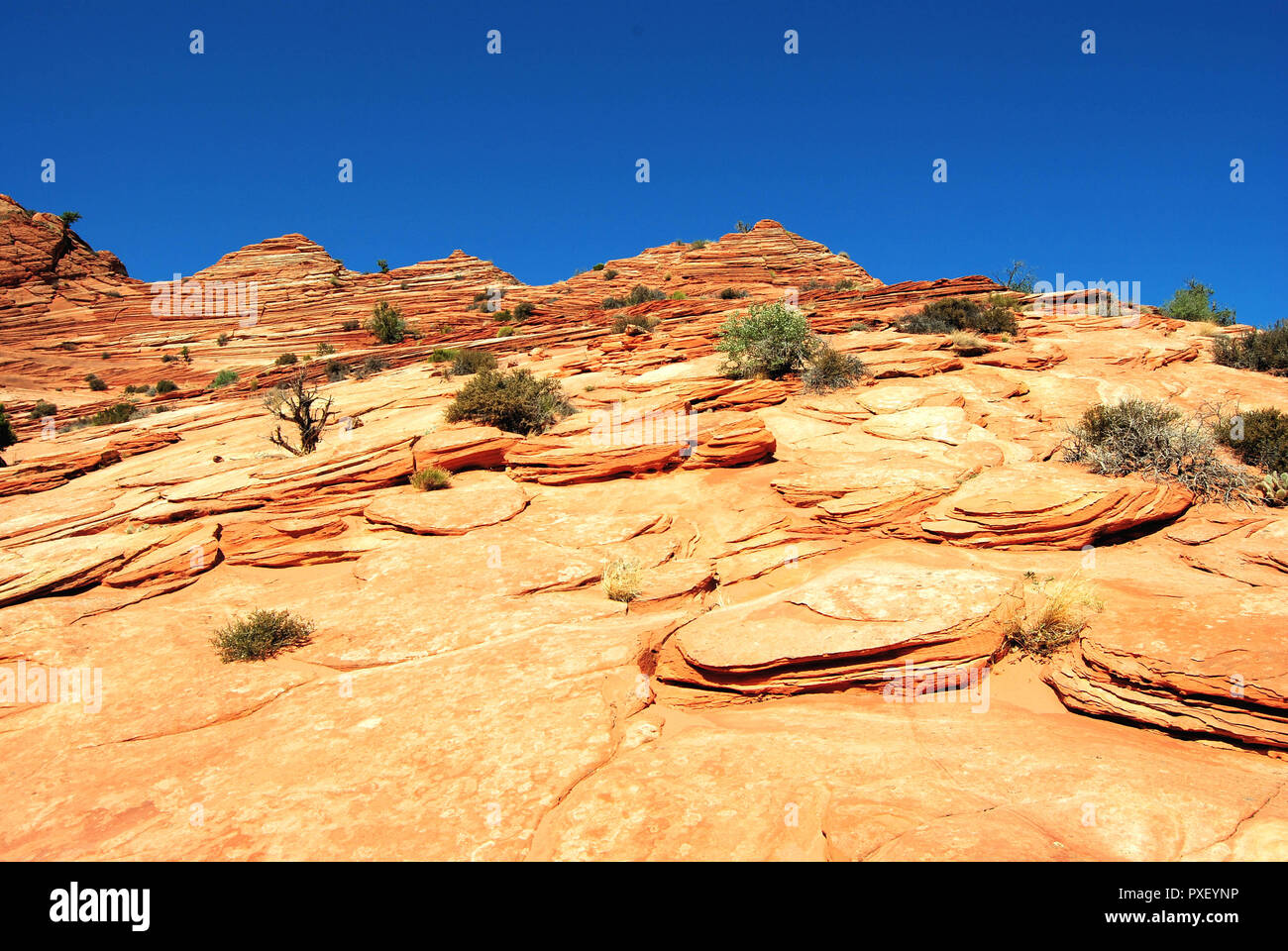 Un vieux jaune butte de roches sédimentaires dans le désert aride, avec un ciel bleu clair, en buttes Coyte, Vermillion Cliffs National Monument, Arizona, USA. Banque D'Images