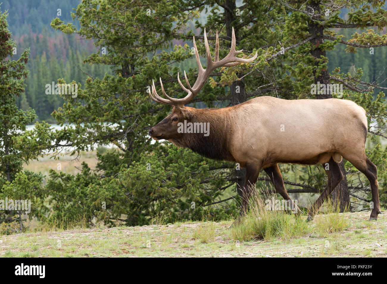 Un grand bull elk à marcher le long des arbres Banque D'Images