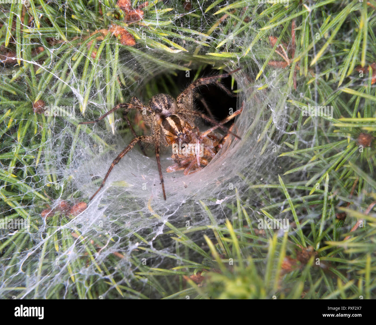 Funnel-Weaver Agelenopsis Spider herbe (sp) femmes tuer une proie à l'entrée de son terrier la nuit, Iowa, États-Unis. Banque D'Images