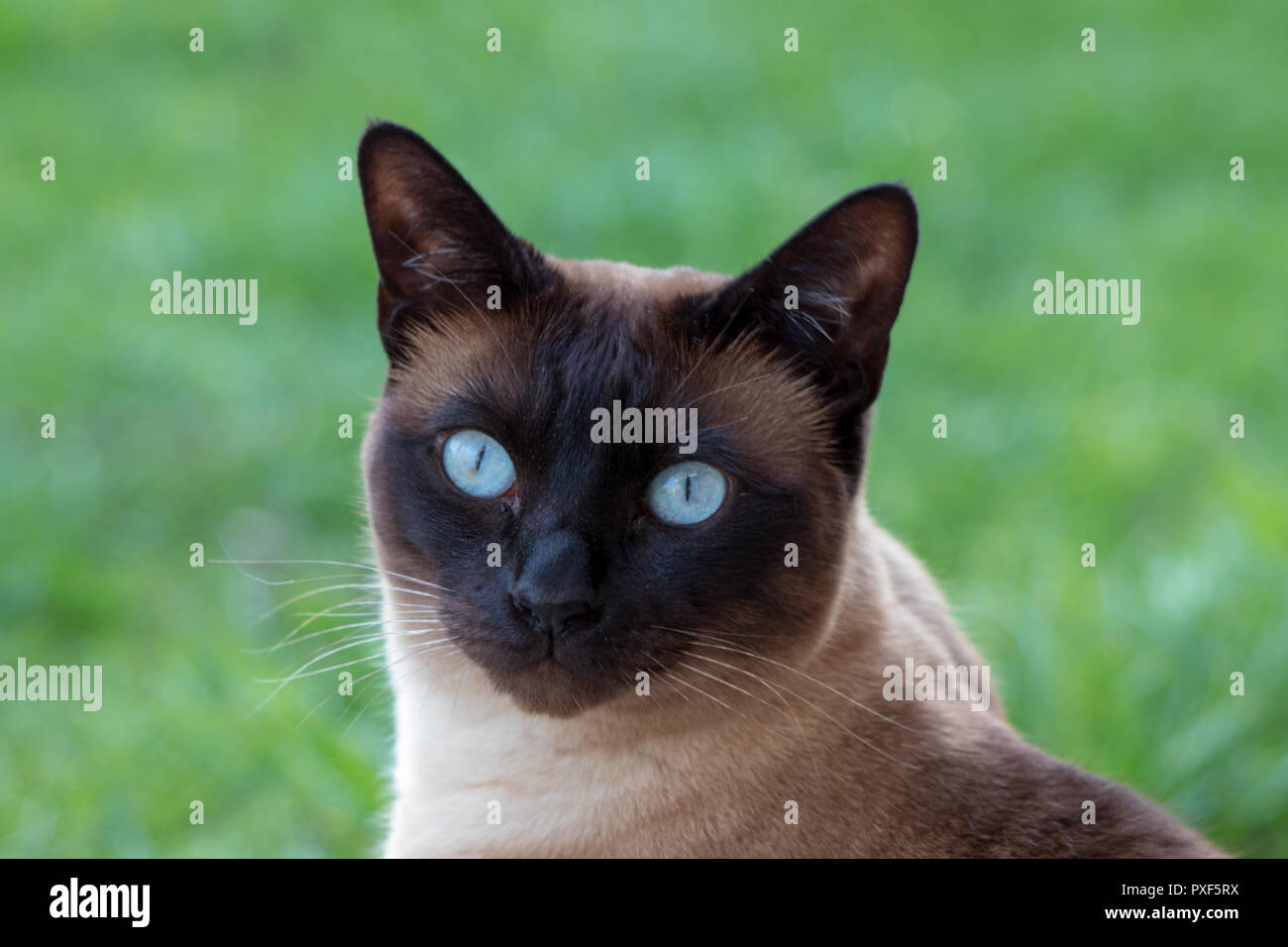 Siam Portrait de chat aux yeux bleus close up Banque D'Images