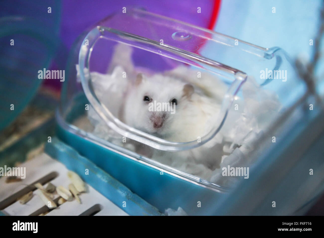 Cute hamster blanc hiver animal de vinaigrette avec du papier de soie blanc râpé comme maman déguisée pour Halloween de cette fête. Les droits de l'ami, l'animal Banque D'Images