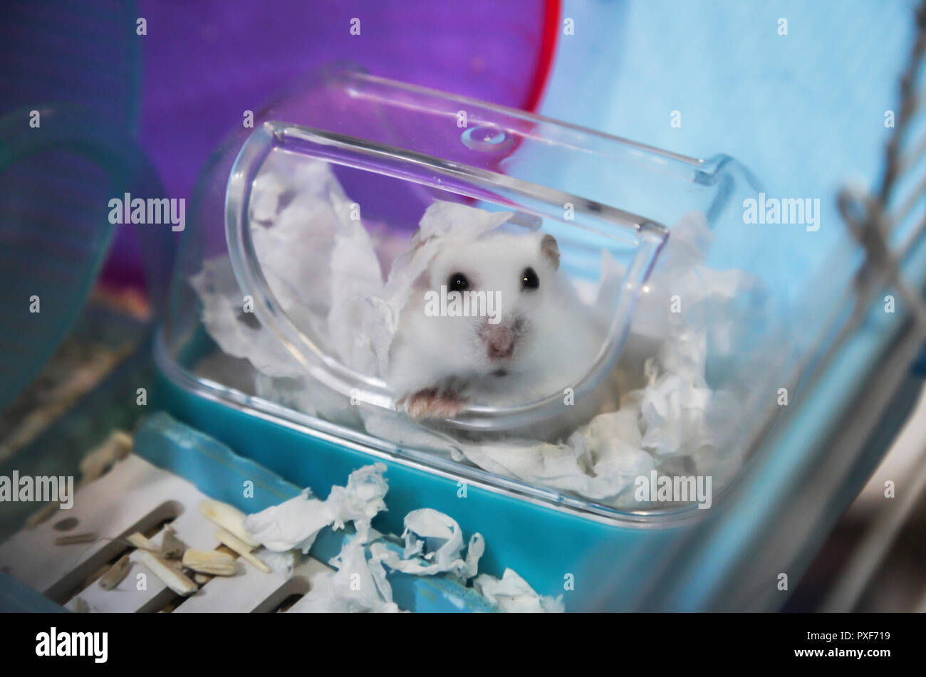 Cute hamster blanc hiver animal de vinaigrette avec du papier de soie blanc râpé comme maman déguisée pour Halloween de cette fête. Les droits de l'ami, l'animal Banque D'Images