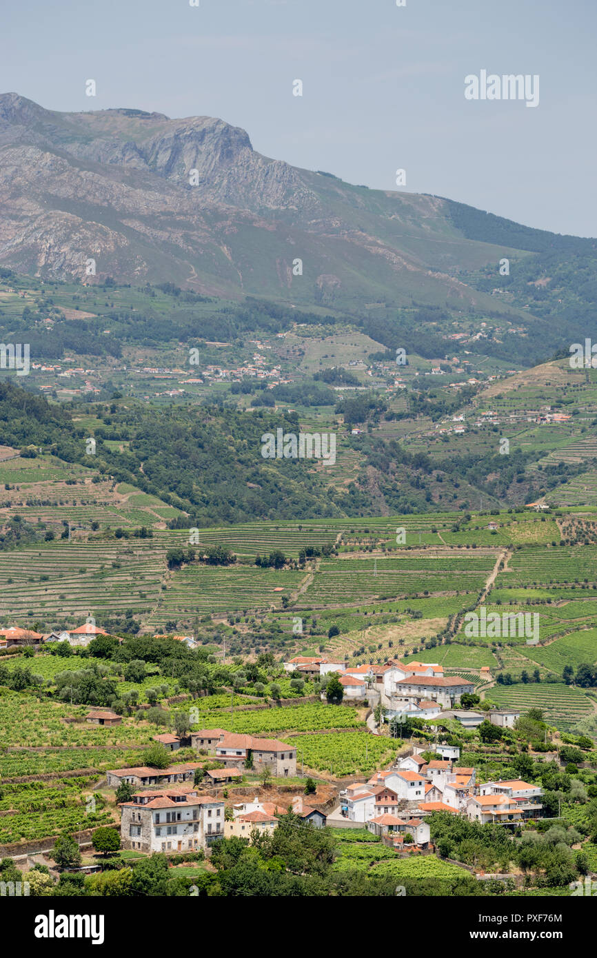 Les modèles de vignes en vignes dans l'Alto Douro La région de Porto du Portugal en été à proximité de la zone de peso da Regua Banque D'Images