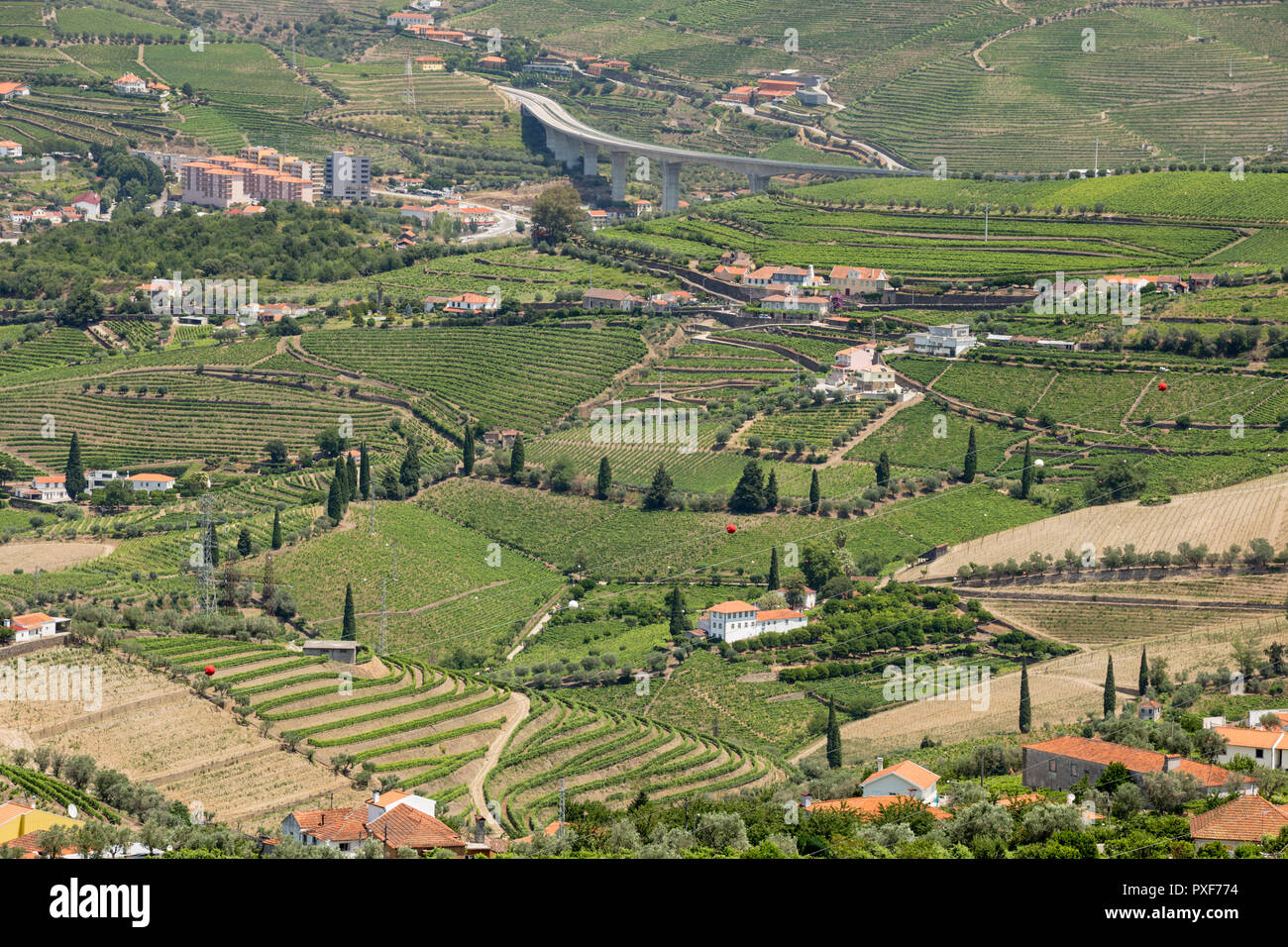 Les modèles de vignes en vignes dans l'Alto Douro La région de Porto du Portugal en été à proximité de la zone de peso da Regua Banque D'Images