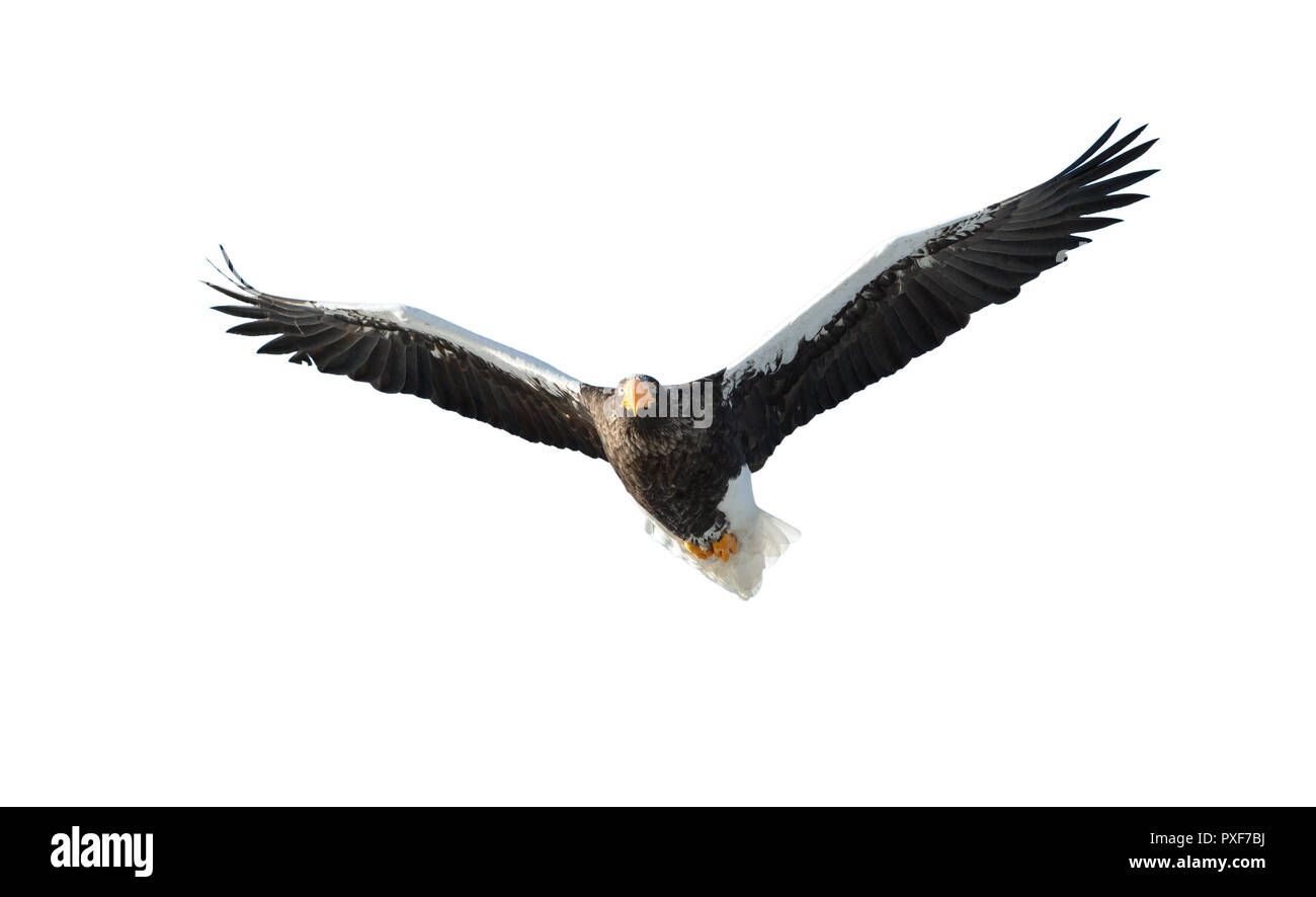 L'aigle de mer de Steller en vol. L'aigle de mer de Steller adultes . Nom scientifique : Haliaeetus pelagicus. Isolé sur fond blanc. Banque D'Images