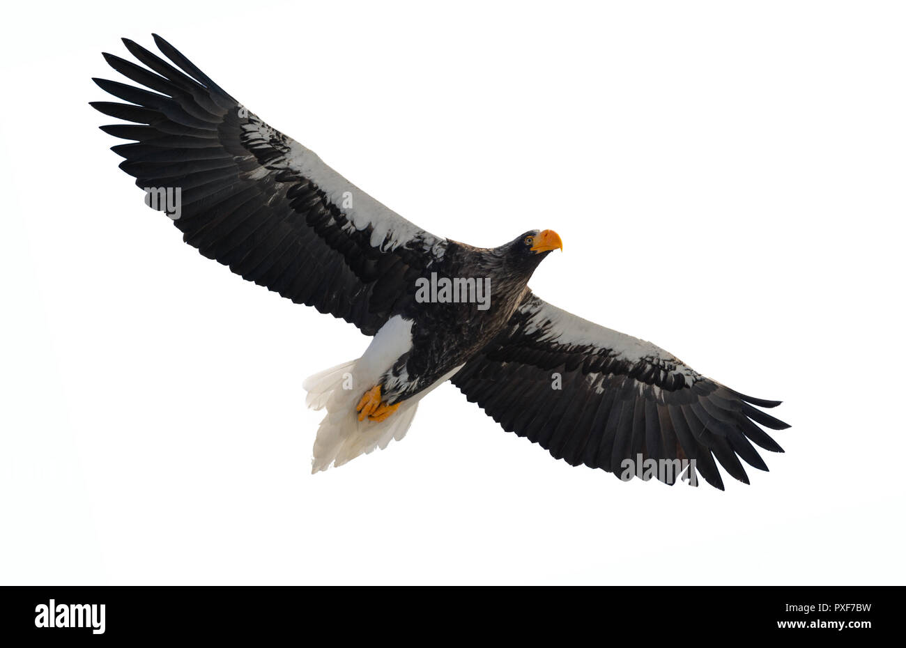L'aigle de mer de Steller en vol. L'aigle de mer de Steller adultes . Nom scientifique : Haliaeetus pelagicus. Isolé sur fond blanc. Banque D'Images