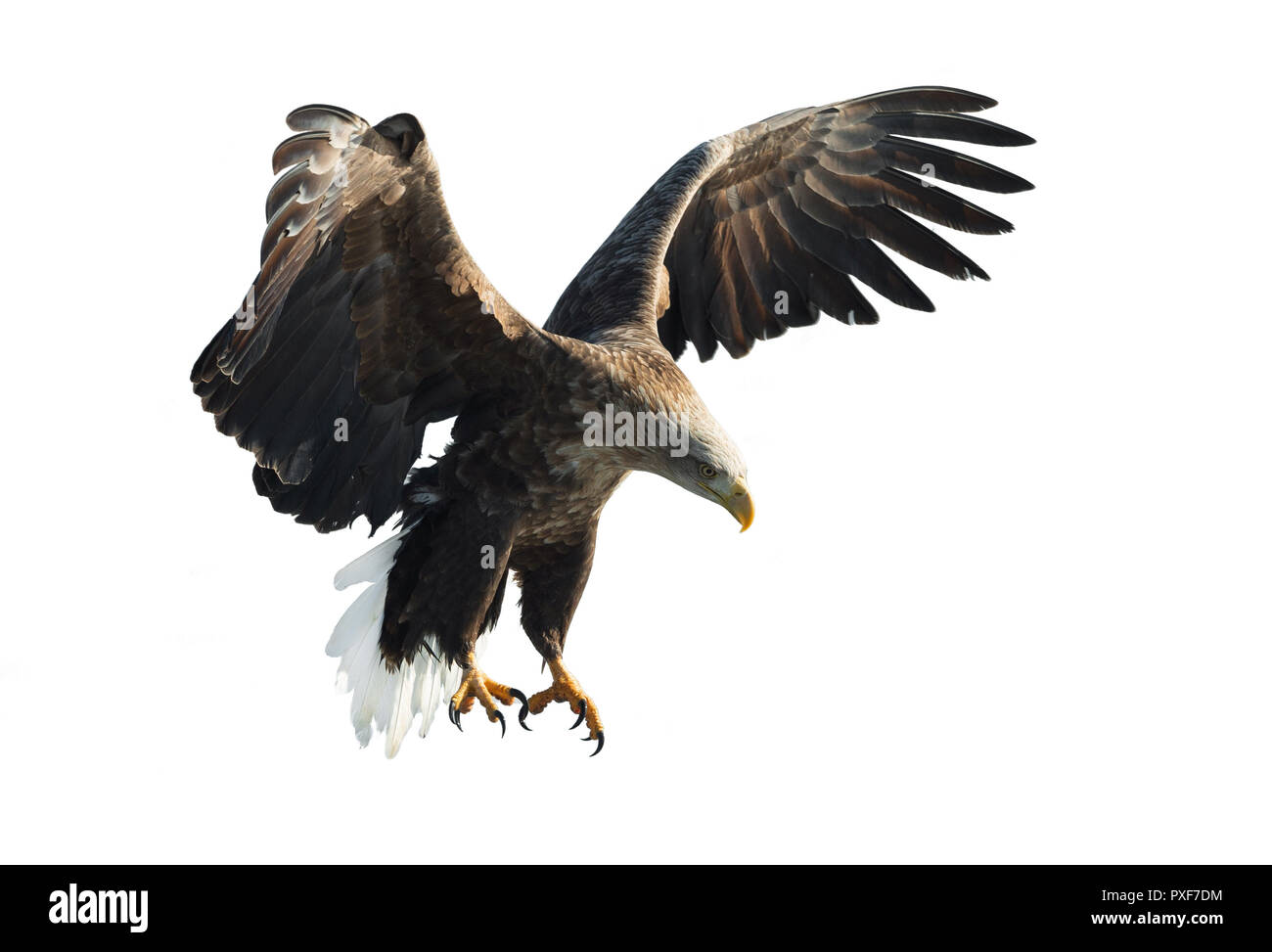 Blanc adultes queue blanche en vol. Isolé sur fond blanc. Nom scientifique : Haliaeetus albicilla, également connu sous le nom de l'ern, erne, gray eagle, Eura Banque D'Images