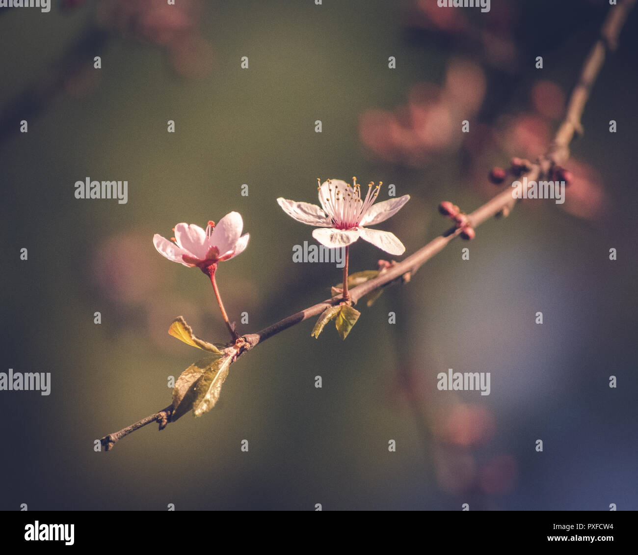 Sakura Blossom Banque D'Images