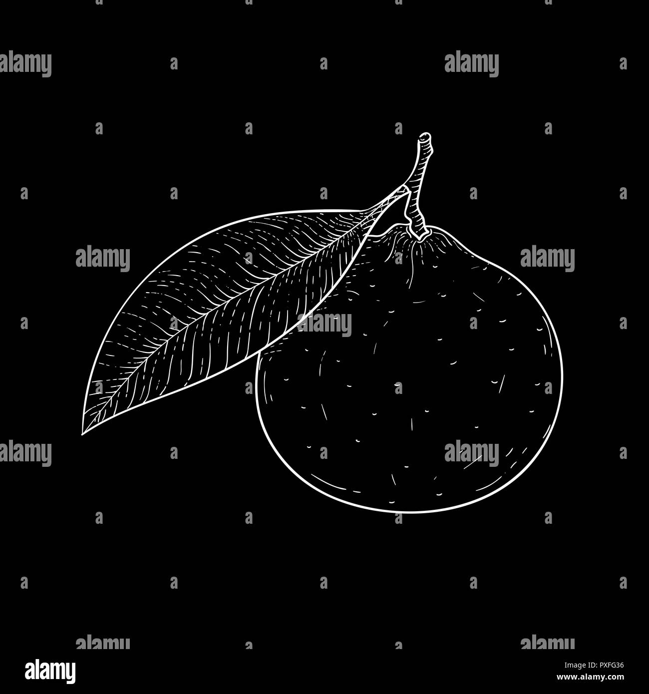 La mandarine. Croquis dessinés à la main, contour vector illustration sur fond noir Illustration de Vecteur