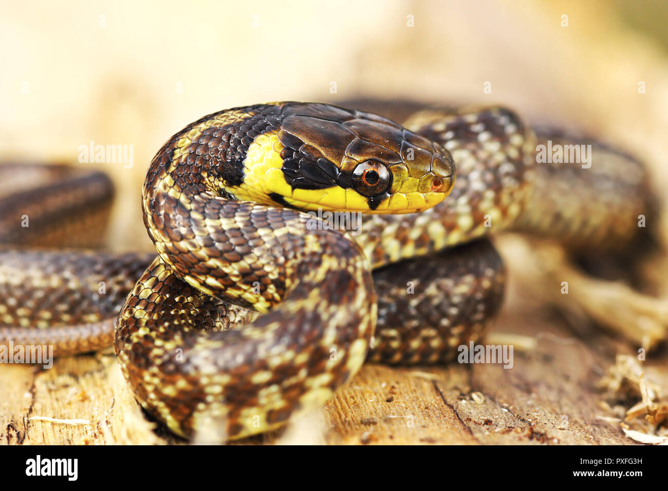 Aesculapian snake se prélassent sur souche en bois ( Zamenis longissimus ) Banque D'Images