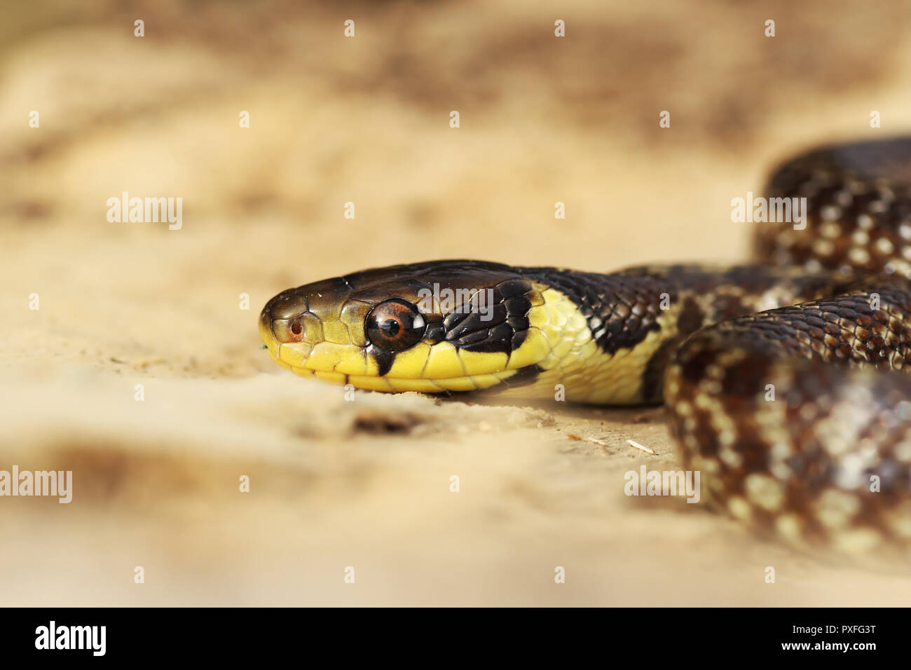 Aesculapian snake portrait coloré, juvénile ( Zamenis longissimus ) Banque D'Images