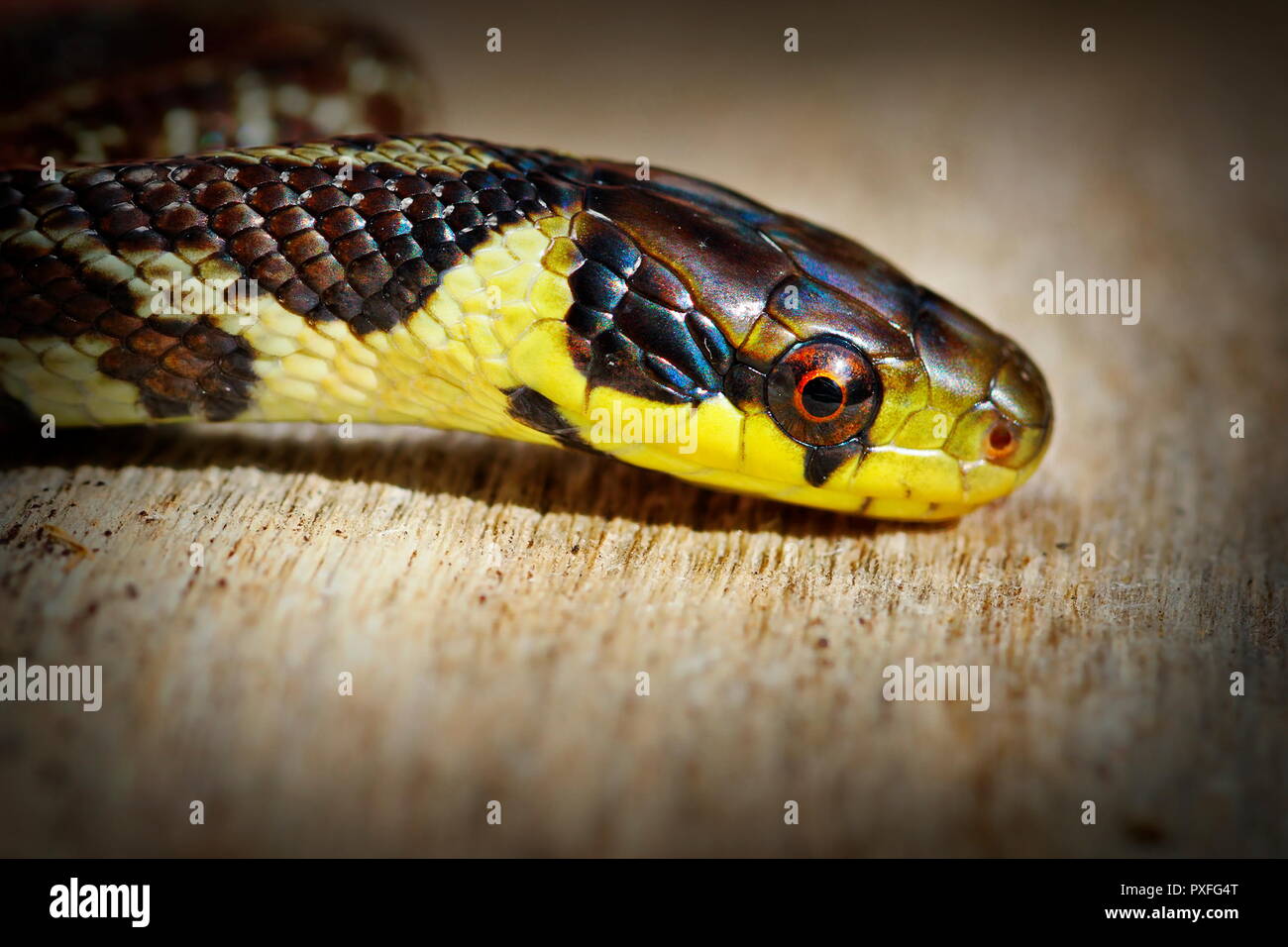 Magnifique portrait de aesculapian snake ( Zamenis longissimus, juvénile colorés ) Banque D'Images