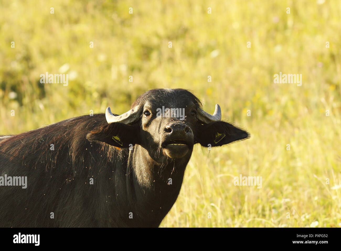 Buffalo noir portrait indien (Bubalus bubalis, la branche de buffles d'eau ) Banque D'Images