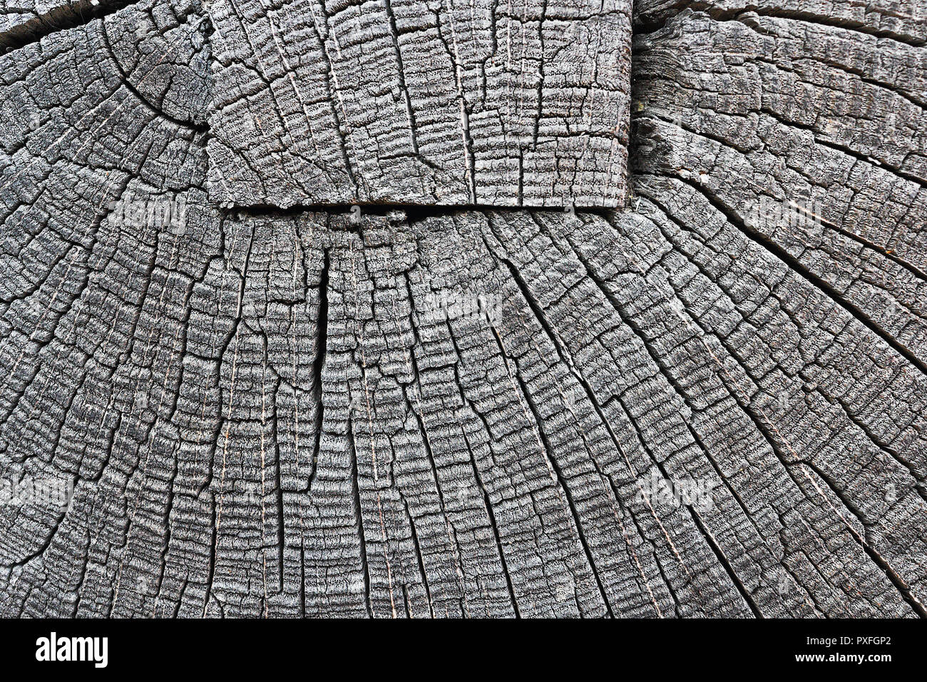 Détail de poutre de bois, commune de l'image de texture sur coupe transversale sur old weathered log Banque D'Images