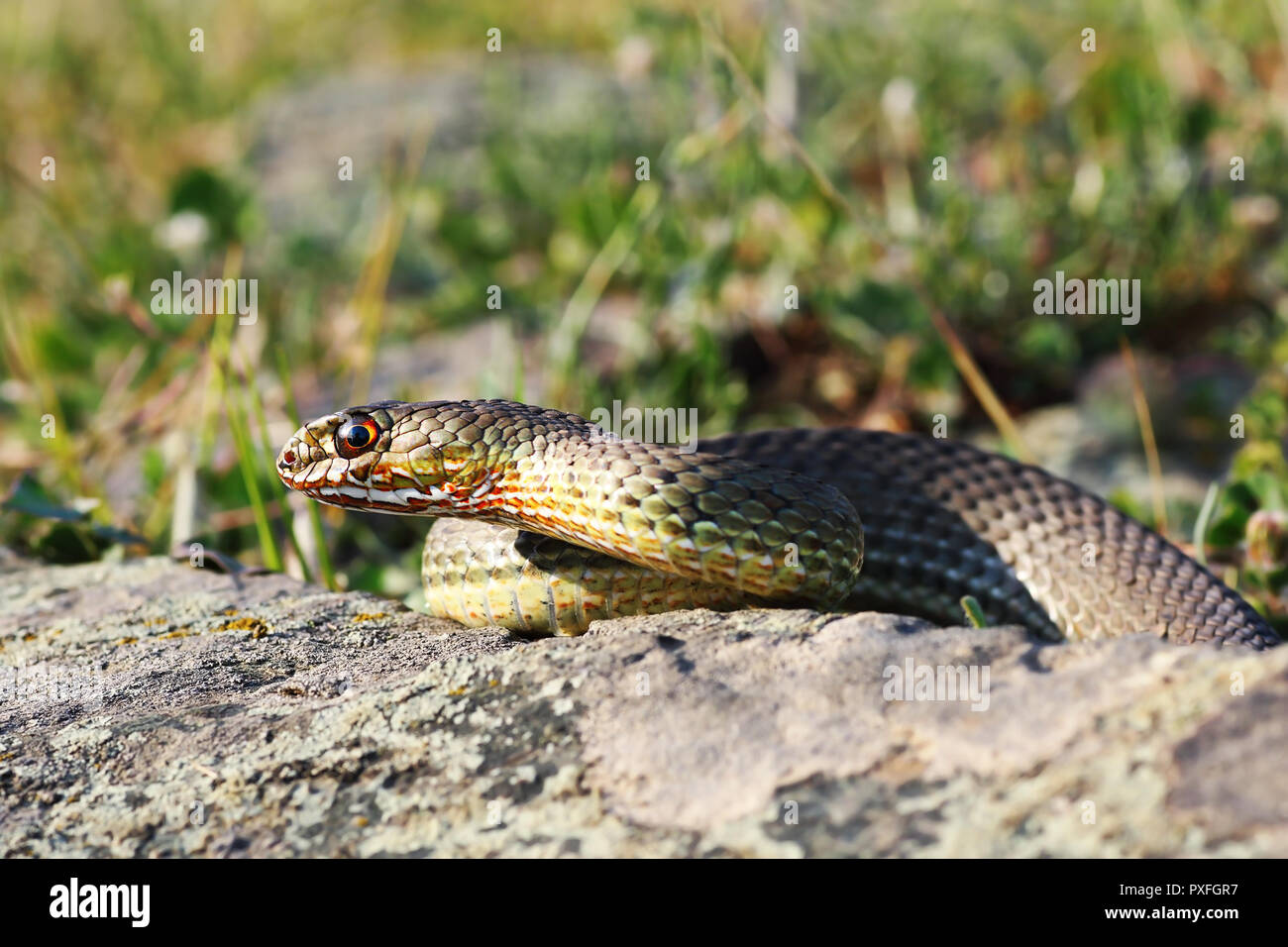 Close up de l'Est de Montpellier serpent dans habitat naturel ( Malpolon insignitus ) Banque D'Images