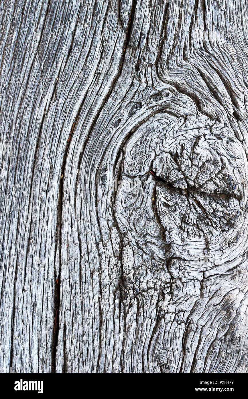 La texture de surface en bois de chêne noueux, modèle organique naturel pour votre conception Banque D'Images