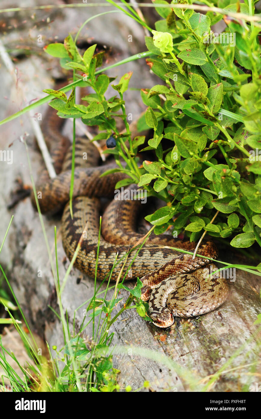 Deux vipères commun européen ensemble pèlerins sur une souche ( Vipera berus ) Banque D'Images