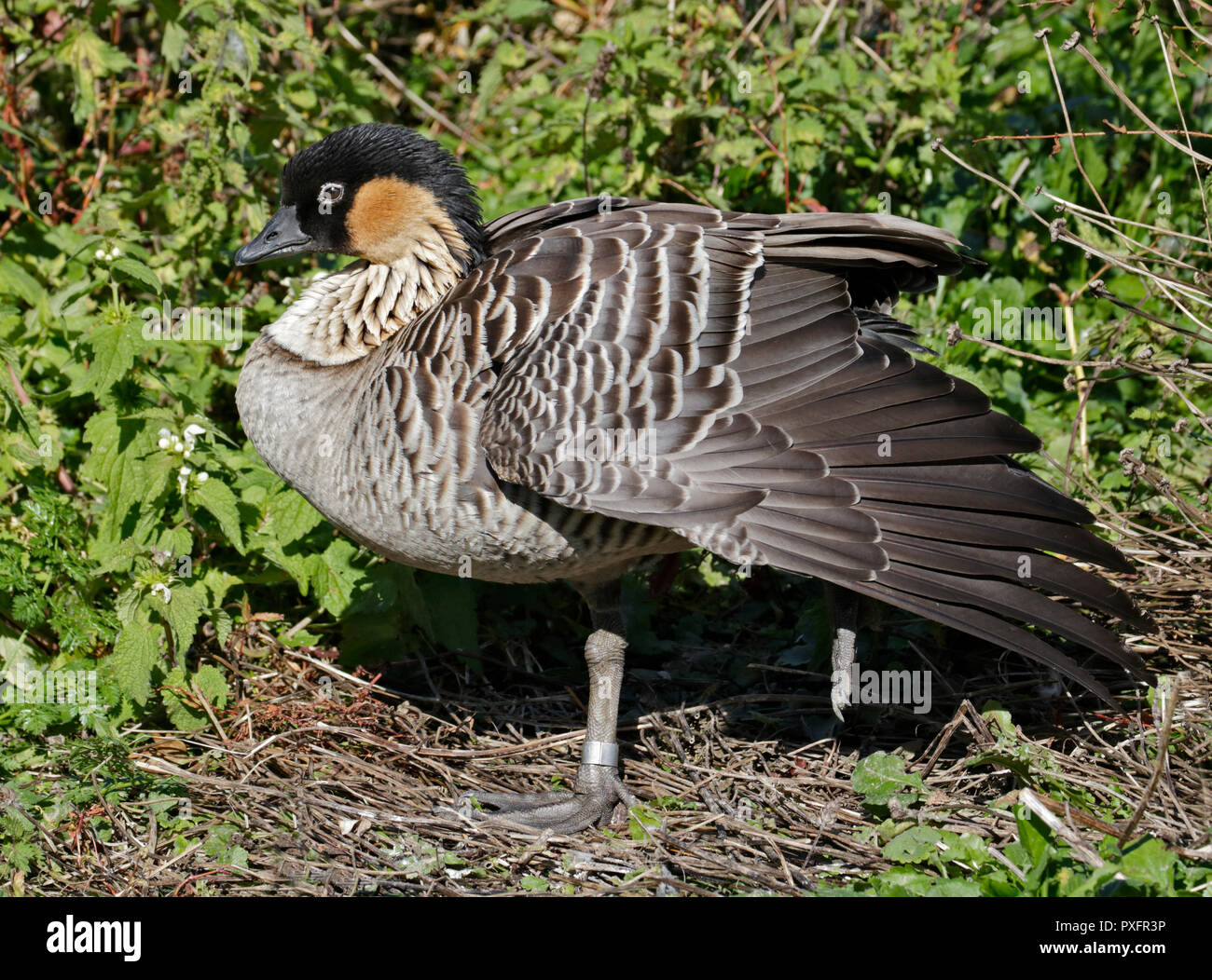 Hawaiian Goose (Branta sandvicensis) Banque D'Images