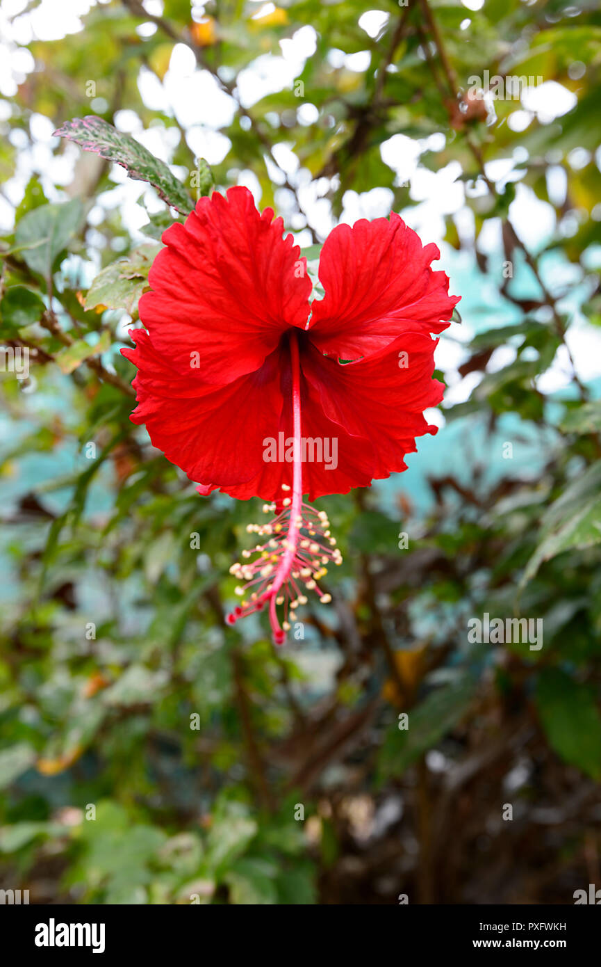 Belle fleur d'Hibiscus rouge dans un jardin tropical, à l'extrême nord du Queensland, Cairns, Queensland, Australie, FNQ Banque D'Images Belle fleur d'Hibiscus rouge dans un jardin tropical, à l'extrême nord du Queensland, Cairns, Queensland, Australie, FNQ Banque D'Images