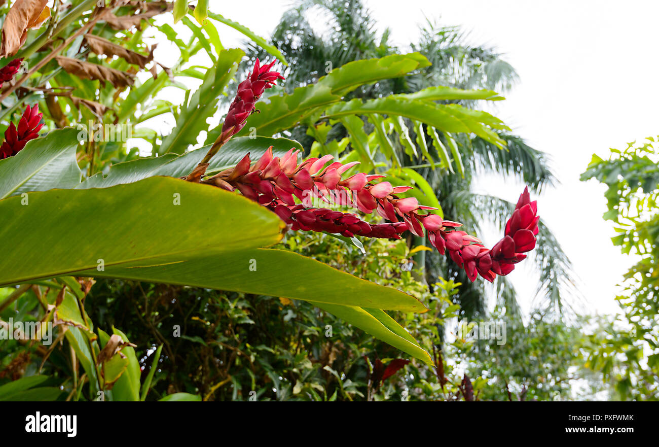 Red Ginger Alpinia Purpurata (fleurs) dans un jardin tropical, à l'extrême nord du Queensland, Cairns, Queensland, Australie, FNQ Banque D'Images